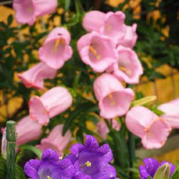熊本からの画像 by サクラコ❀︎*さん | 小さな庭と癒されます♡と熊本からと癒される～と綺麗だね～♡とお花は人を元気にすると癒しのピンクと素敵な１日を✧︎*。とお庭の花たちと素敵✨と庭の花たち**と綺麗♪といいね♡ありがとう