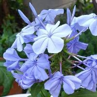 ルリマツリ,青いお花大好きファンクラブ,お気に入り♡,おうち園芸,優しげなお花の画像