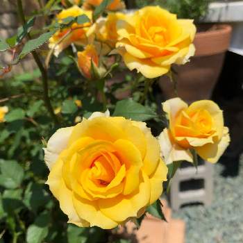 黄色の花の画像 by kurara＊さん | 小さな庭とミニ薔薇♡と多年草と黄色の花と鉢植えと5月の花とガーデニングと花のある暮らし