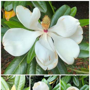 花木の画像 by ケントさん | タイサンボクと白い恋人達と花木と散歩と今日の花と純白ファンクラブと純白マニアと白い花