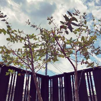 ユーカリの木の画像 by モーモーさんさん | 小さな庭とシルバーリーフとユーカリの木