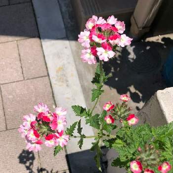 徒長の画像 by TARI24さん | アプローチと宿根バーベナ ピンクパフェとピンクの花と半日陰と明るい日陰と切るべきか切らざるべきかと徒長と鉢植え