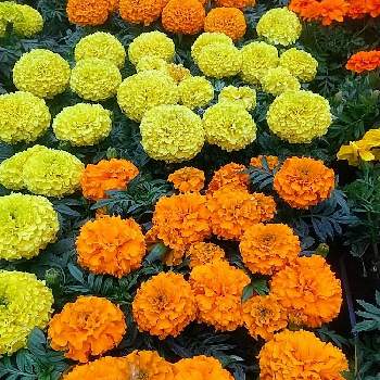 オレンジ色の花の画像 by 慶子さん | お出かけ先とオレンジ色の花と今日の一枚と今日のお花と黄色の花と花のある暮らしとお花好きとお花好きの人と繋がりたいと花が好き