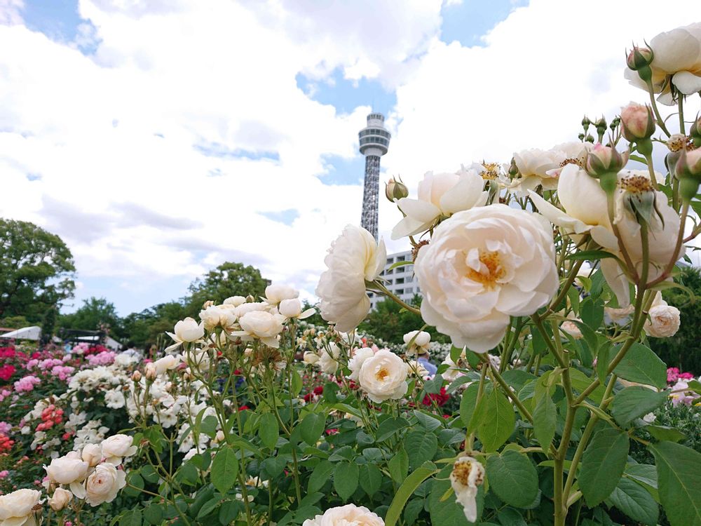 りんさんの山下公園への投稿