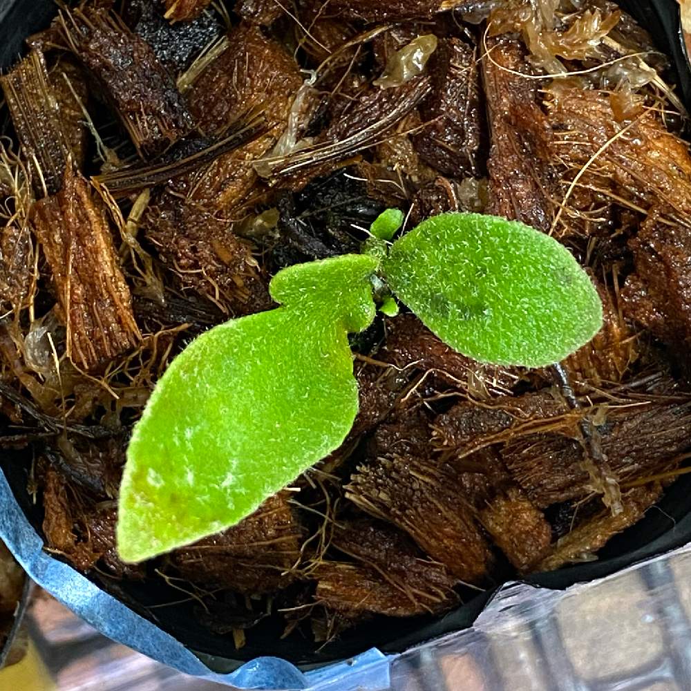 P. willinckii 'Jade Girl' spore 成長記録 2023.12.10｜🍀GreenSnap