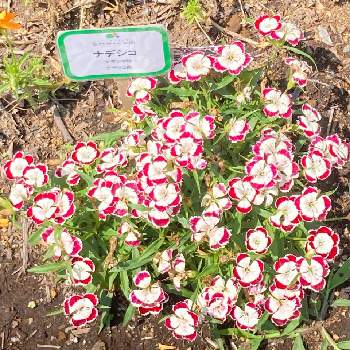 ナデシコ オリビアの投稿画像一覧 Greensnap グリーンスナップ