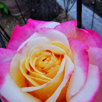 月曜にはバラの画像 by オペラレッドさん | ばら バラ 薔薇と薔薇好きと薔薇のある暮らし♡と♡コルデスジュビリーと月曜にはバラと月曜日にはバラをとコルデス ジュビリー バラとコルデスと薔薇大好きとばらに魅せられてと薔薇の花