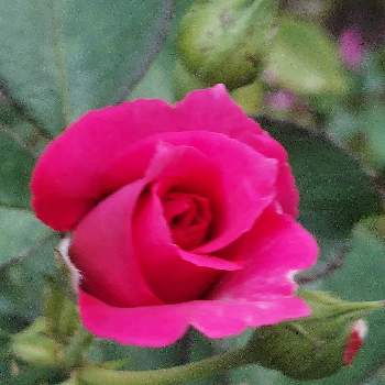 癒し♡の画像 by IKUMAMAさん | 小さな庭とカワイイ～☺️と咲いてくれてありがとう❤とローズうらら　バラとおうち園芸と鉢植えのバラとバラ・ミニバラとバラを楽しむと癒し♡