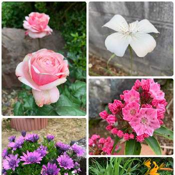 シックな色合いの画像 by おーちゃんさん | 広い庭とお花大好きと鉢植えとシックな色合いと月曜日にはバラをと癒し…♡と花のある暮らしと地植え