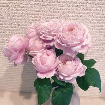 バラ シャンテロゼミサトの画像 by ティーさん | 玄関とバラ シャンテロゼミサトとロザリアン見習いといいお色と花瓶とおうち園芸といい香りとバラ・ミニバラとバラを楽しむと可愛い♡