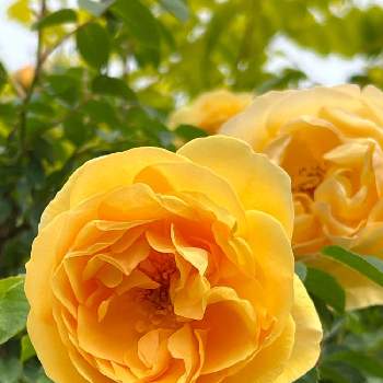 心ほっこりの画像 by たまさん | ばら バラ 薔薇と癒しと心ほっこりと元気もらえるといつも心に太陽をと蕾応援団と黄色の花と平和を願う☆と黄色のバラとかわいいと楽しい時間