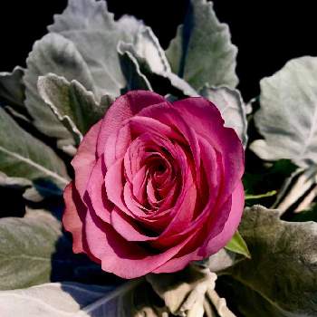 シルバーリーフの画像 by C.Brushさん | バラとバラ  アヴニールとダスティミラーとばら バラ 薔薇とパープルとアンティークとアンティークカラーと今日の一枚と可愛いとバラ・ミニバラと紫の花とバラを楽しむとシルバーリーフ