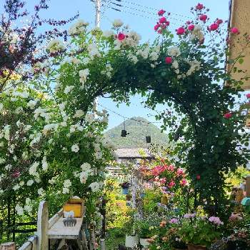 暮らしを楽しむの画像 by nikoさん | バラのアーチと庭の花と手作りの庭と今日の一枚と暮らしを楽しむとナチュラルと庭のある暮らしと今 庭！とガーデニングと花のある暮らしとお花と薔薇♪とかわいいな♡と花の都市 福岡の花フォトコン
