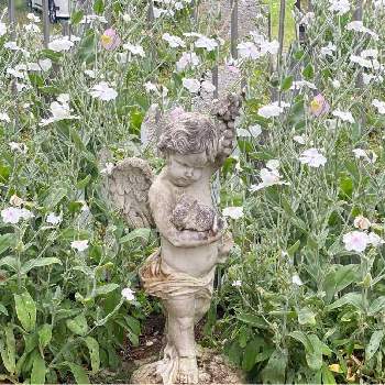 リクニス コロナリアの画像 by inononさん | 小さな庭とリクニス コロナリアとリクニスと花のある暮らしとおうち園芸