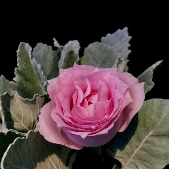 シルバーリーフの画像 by C.Brushさん | バラ リメンブランスとダスティミラーとばら バラ 薔薇とアンティークとピンク❤︎ピンクとアンティークカラーと今日の一枚とピンクと可愛いとバラ・ミニバラとバラを楽しむとシルバーリーフ