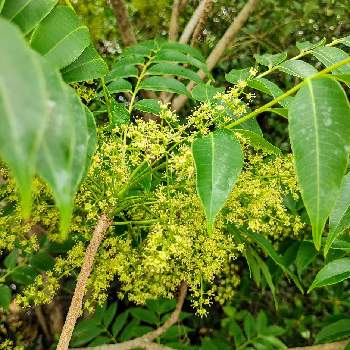 ハゼの木の投稿画像一覧 Greensnap グリーンスナップ