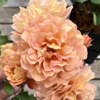 薔薇 マロンの投稿画像一覧 Greensnap グリーンスナップ