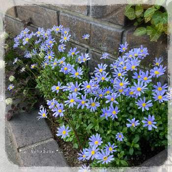 ブルーデイジー❇︎の画像 by けろけろさん | 小さな庭とブルーデイジーとブルーデイジー❇︎と咲いてくれた♡と2年目と嬉しいと復活とブルーの花