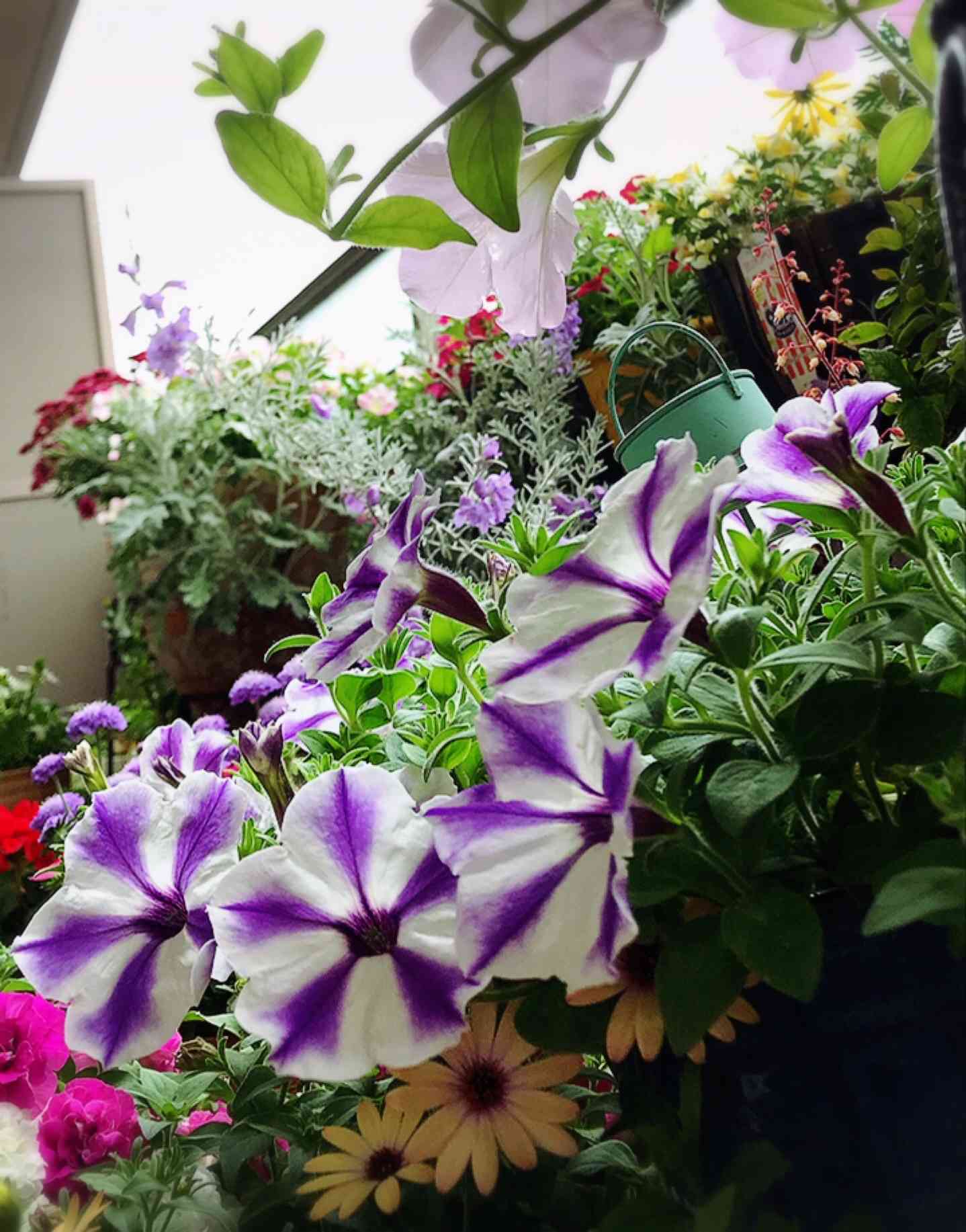 サントリー】New 🤍💜 サフィニアアートるりいろ風ぐるま｜🍀GreenSnap