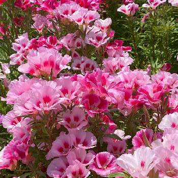 お散歩中の画像 by なおさん | お出かけ先とゴデチア（色待宵草）とピンクの花と晴れの日と癒しパワーと色鮮やかにと花いっぱい！と元気もらえますとお散歩中と好きな場所と花のある暮らし