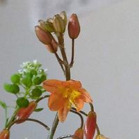 ハナアロエ,マメグンバイナズナ,お花大好き♡,かわいい雑草,花瓶の画像