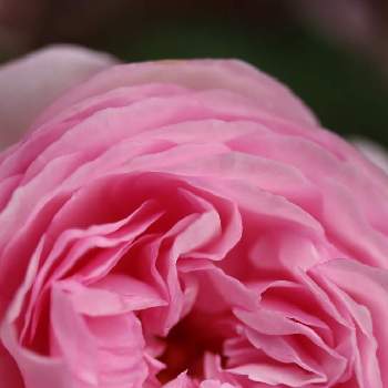 ピンク ぴんく Pinkの画像 by なみ_ぱんださん | お出かけ先とピンク ぴんく Pinkとばら バラ 薔薇
