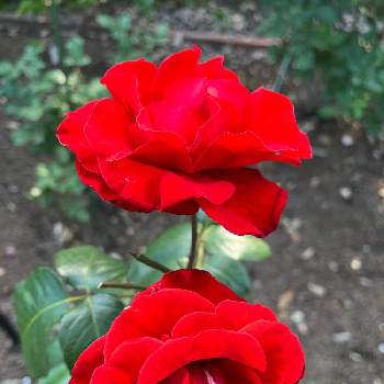 バラ園の薔薇の画像 by ユミさん | お出かけ先とバラ園の薔薇と綺麗な花と鉢植えと君も花が好きなのかといい香りと花のある暮らしと綺麗な色と地植え