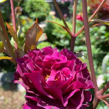 ライラ バラの投稿画像一覧 Greensnap グリーンスナップ