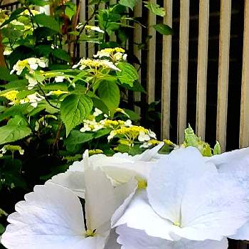 冬紫陽花の投稿画像一覧 Greensnap グリーンスナップ