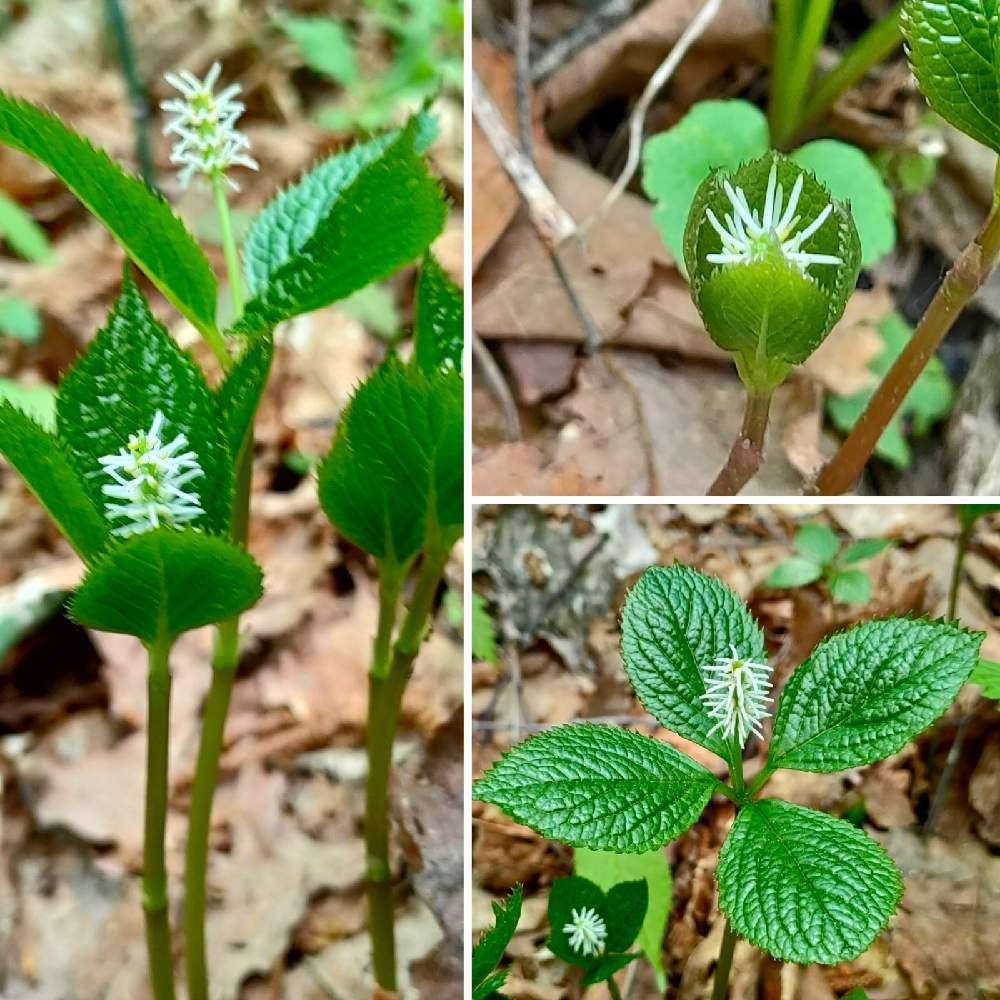ヒトリシズカの投稿画像 By ジャージーさん お出かけ先と山野草と可憐と多年草と可愛いと小さい花と白い花と北海道と山野草と可憐と多年草と可愛いと小さい花 と白い花と北海道 22月5月23日 Greensnap グリーンスナップ Greensnap グリーンスナップ