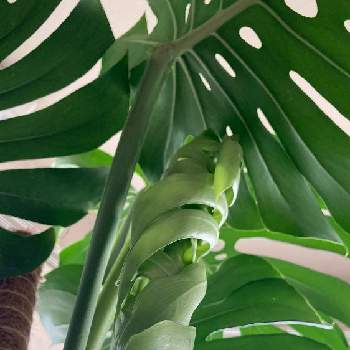 熱帯植物の画像 by vinrose68sさん | 部屋とモンステラと横から撮影と観葉植物とタフだね！とモンステラの新葉と大きくな〜れ！とついに…！と成長速度早すぎると熱帯植物