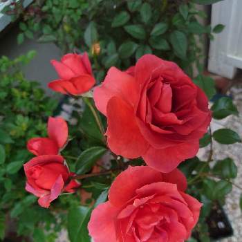 薔薇に魅せられての画像 by あんずꨄ *:ﾟ*｡さん | ホットココアとバラ初心者と薔薇好きと薔薇に魅せられてとバラ大好きとバラのある暮らしとバラが好きとバラ・ミニバラ