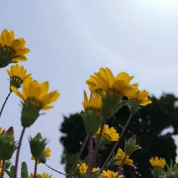 ガザニア,黄色い花,お出かけ先の画像