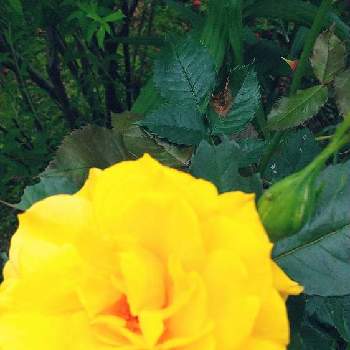 癒される♡の画像 by スイトピー好きさん | 小さな庭とバラと春のお花と癒される♡と切り花を楽しむと黄色が綺麗と優しい色と花びらが可愛い