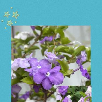 G,Sの皆さんに感謝の画像 by ユーリさん | バルコニー/ベランダとニオイバンマツリとG,Sの皆さんに感謝と植物のある暮らしと紫色の花と花に惹かれて癒されると花色が変化すると花に癒される日々