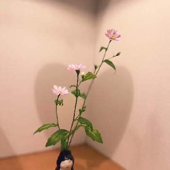 ミヤコワスレ*の画像 by マルチルさん | 玄関とミヤコワスレとピンク❤︎ピンクと花のある暮らしとミヤコワスレ*と北国のガーデニングと庭の宿根草