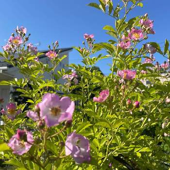 シュラブの画像 by ラックスさん | 広い庭とバレリーナとトゲなしと繰り返し咲とピンクの花と樹勢が強いとシュラブと広いお庭と薔薇のある家とトレリス仕立てと一重咲