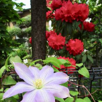 借景の画像 by yokoさん | ピンクの花と癒しと植中毒と借景と風景と花のある暮らし