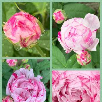 癒されての画像 by つゆみさん | バリエガタ ディ ボローニャとおうち園芸とありがとうと薔薇暮らしと癒されてと私の庭と花のある暮らしと地植えとばらに魅せられて