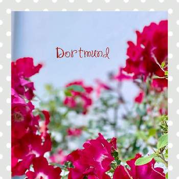 ドルトムントの画像 by ピコさん | 小さな庭とドルトムントと春のお花とばら バラ 薔薇とお庭のお花とGS映えと美しい♡と元気もらえると花のある暮らしと花びらの魅力✨といやされるとロザリアンと赤い薔薇♡とかわいい❤