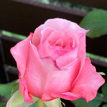 素敵な出会いに感謝の画像 by あずままさん | 小さな庭とおしゃれさんとばら バラ 薔薇とピンクの花とすてき…♡とつぼみと可愛い〜♡と素敵な出会いに感謝と京阪F&Gローズと2022愛しのmy roseと癒し…♡とチーム新潟と薔薇 せんと繋がりに感謝✨