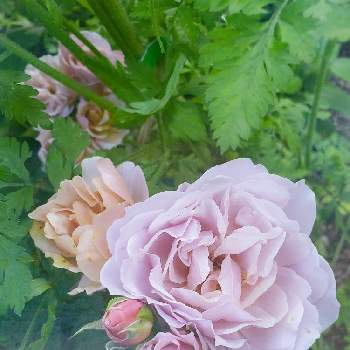 バラ いおりの画像 by keiraさん | 小さな庭とバラ いおりとばら バラ 薔薇とバラ大好きとばら大好きと薔薇いおりとばらの季節とニュアンスカラー
