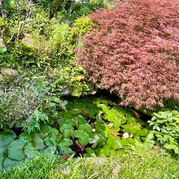 庭の池の画像 by アンジュローズ      徳島　阿南さん | ベニシダレモミジと睡蓮とシダ類とヤブランと庭の花と田舎の庭と庭の池