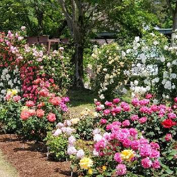 とっとり花回廊の投稿画像一覧 Greensnap グリーンスナップ