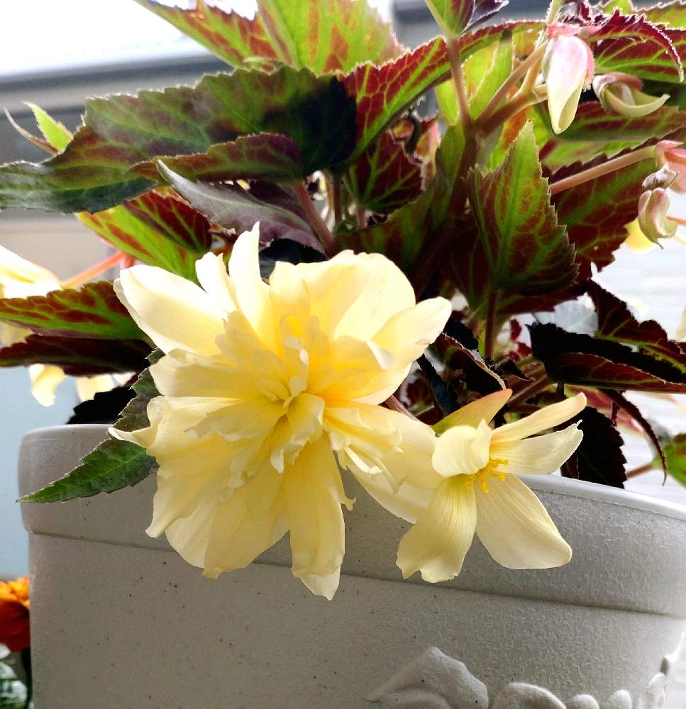 Pw 球根ベゴニア サマーウィング ダブルクリームの投稿画像 By ハニーちゅろさん バルコニー ベランダとベゴニア とpwとベゴニア サマーウイング ダブルクリームとpw ベゴニア サマーウィングとベゴニア とpwとベゴニア サマーウイング ダブルクリームとpw ベゴニア