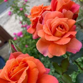 いやされる♡の画像 by Angela350さん | 広い庭とディズニーランド　ローズとカラフルとやさしい色...とバラと暮らすといつもありがとう♡といやされる♡とありがとうとつぼみがたくさんとオレンジ色と薔薇 ほほえみと笑顔がいちばんと花のある暮らしと微笑み