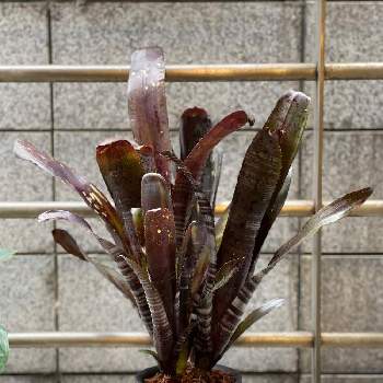 熱帯植物の画像 by wakkkkさん | バルコニー/ベランダとビルベルギア・ダースベイダーと多肉植物と観葉植物とブロメリアとスターウォーズと熱帯植物