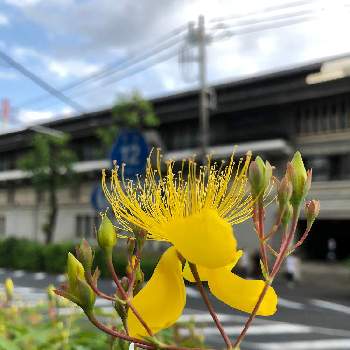 ビヨウヤナギ,街路樹の植え込み,道端の草花,花言葉,道端の花の画像