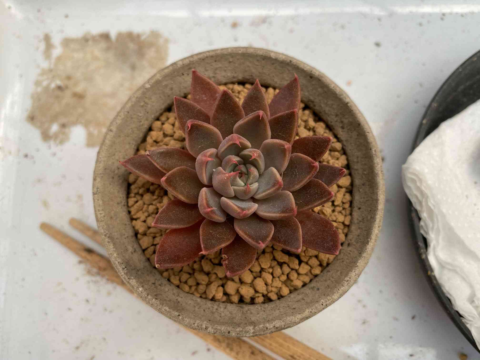 グラプトベリア？「レスビー」を焼き上がった鉢に植え替えの記録