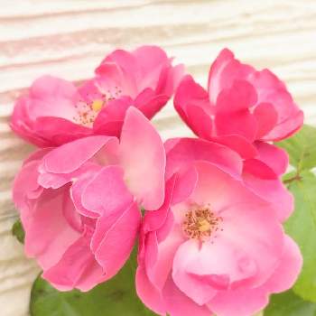 アンジェラの画像 by ちぱさん | 小さな庭とバラとアンジェラと花のあるくらしとばら バラ 薔薇と毎年の楽しみとおうち園芸と鉢植えと毎年恒例と念願の♡